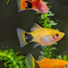 ミッキーマウスプラティ 成魚 ペア ※幼魚も取引受付中です(^^)の画像