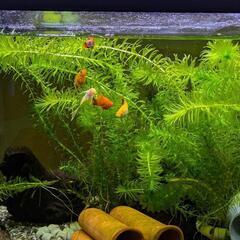 ミッキーマウスプラティ 成魚 ペア ※幼魚も取引受付中です(^^)の画像