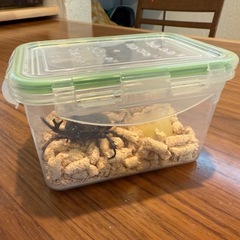 カブトムシ　売り切れの画像