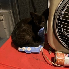 野良猫の保護について