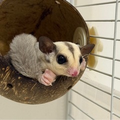 フクロモモンガ