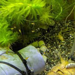 ミッキーマウスプラティ 成魚 ペア ※幼魚も取引受付中です(^^)の画像