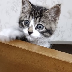 キジシロちゃんの里親募集