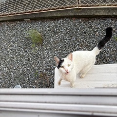 とても人懐こい猫ちゃんです🐈‍⬛