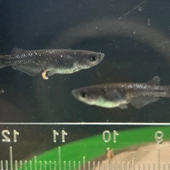 【ブラックダイヤ 若魚 5匹セット】黒光り＋ラメの輝き　人気メダ...