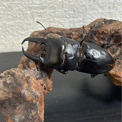 【2025年成体】対馬ヒラタクワガタ♂単品68mm