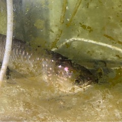 熱帯魚　ノーザンバラムンディ
