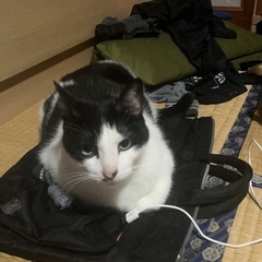 オス猫　去勢済み