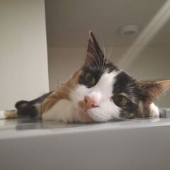 【三毛猫】穏やかな癒し系