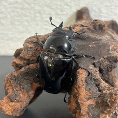 【2024年羽化】タランドゥス♀単品44mm タランドゥスオオツ...