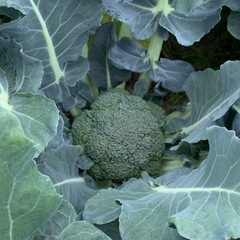今朝採れたてブロッコリー（3個セット）