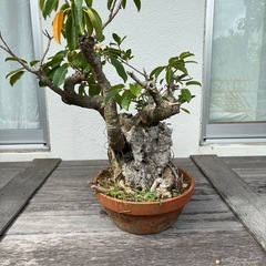 盆栽　石抱き　