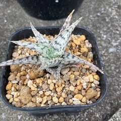 アロエ　ブリザード
の画像
