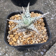 アロエ　ブリザード
