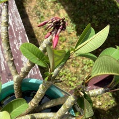 観葉植物　プルメリア　期間限定の画像