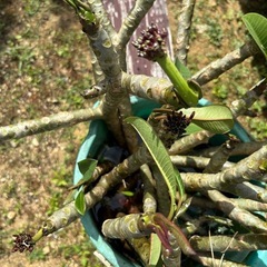 観葉植物　プルメリア　期間限定の画像