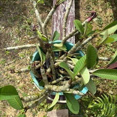 観葉植物　プルメリア　期間限定の画像
