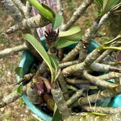 観葉植物　プルメリア　