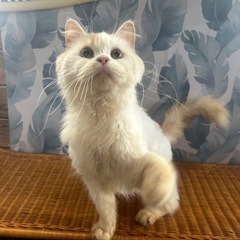 マンチカン　99番くん