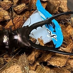 お値下げ　メタリフェルホソアカクワガタ生体トリオ④ 