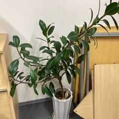 観葉植物