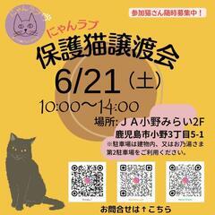 にゃんラブ譲渡会6/21