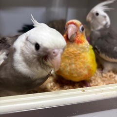 雛🐥