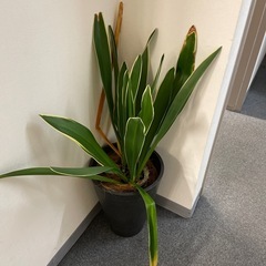 観葉植物