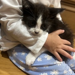 子猫　男の子　里親募集