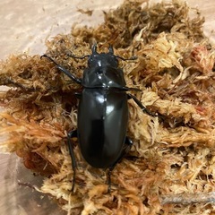 ギラファノコギリクワガタ（ケイスケ）　♀単品