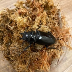 ギラファノコギリクワガタ（ケイスケ）　♀単品の画像