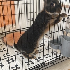 うさぎ　6ヶ月