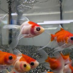 金魚色々！