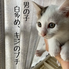 【代理投稿】子猫の里親募集②