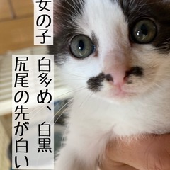 【代理投稿】子猫の里親募集③