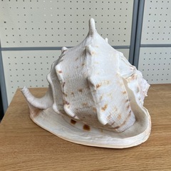 794😺　貝殻　トウカムリガイ