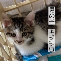 【代理投稿】子猫の里親募集④