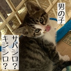 【代理投稿】子猫の里親募集⑤