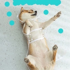 ワンチャン用カッパ
の画像