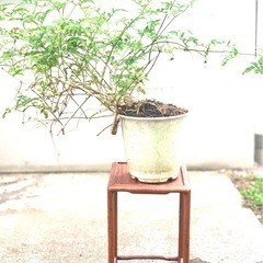 盆栽　鉢植え　植物　ジャスミン