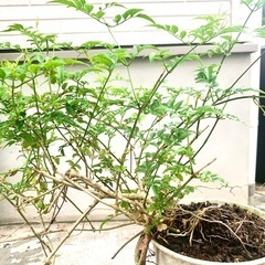 盆栽　鉢植え　植物　ジャスミンの画像