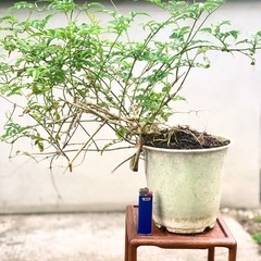 盆栽　鉢植え　植物　ジャスミンの画像