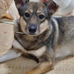 里親募集 4歳メス♀