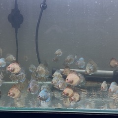 ディスカス4〜5㌢　1匹