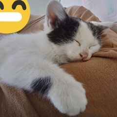 2ヶ月♂左前脚麻痺の子です。