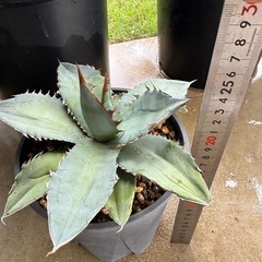 アガベチタノタの画像