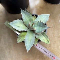 アガベチタノタ