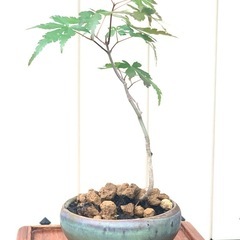 盆栽　鉢植え　もみじ　紅葉　カエデ　小品　