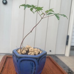 盆栽　鉢植え　小品盆栽　もみじ　紅葉　の画像