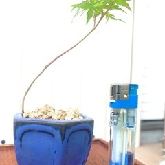 盆栽　鉢植え　小品盆栽　もみじ　紅葉　の画像